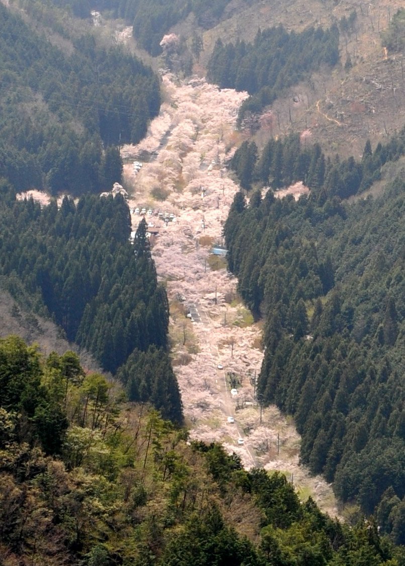 🌸 테라오가하라 천본앵 공원(테라오가하라 센본자쿠라 코엔) 이미지 1